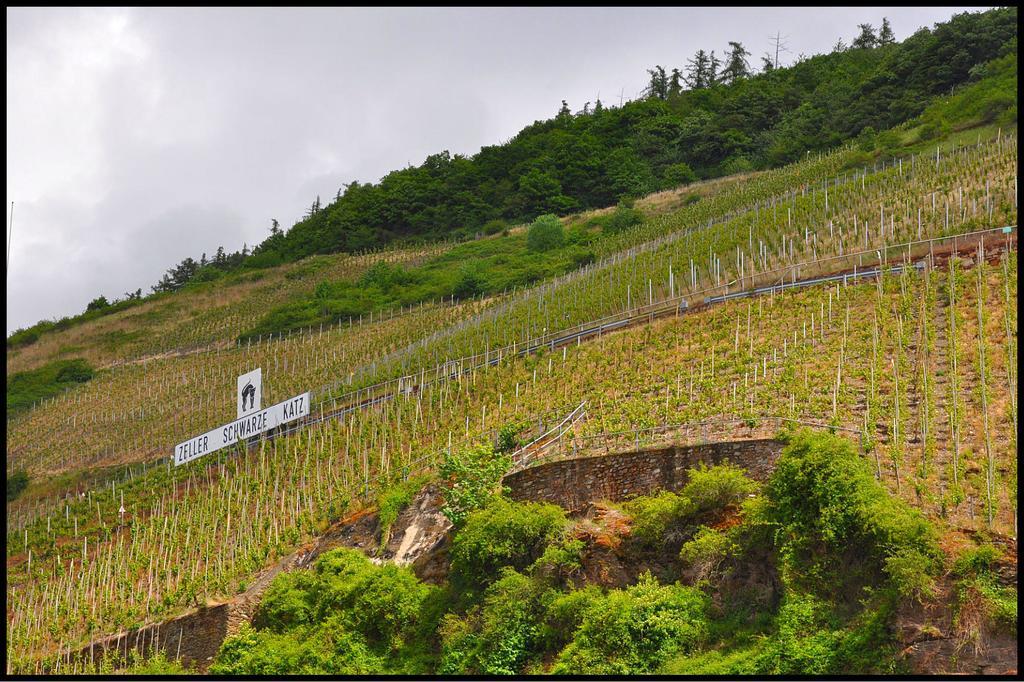 Pension Adelheid Moselhype&Wine Zell an der Mosel Exterior photo